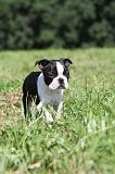BOSTON TERRIER 107